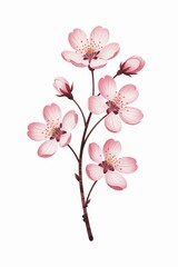 Naklejka premium Cherry Blossom Botanical Illustration