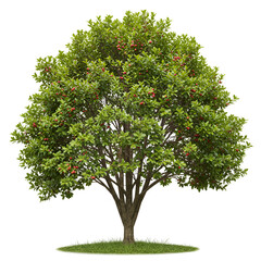  Camu Camu Shrub with Small Leaves and Reddish-Purple Berry Clusters