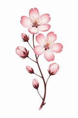 Fototapeta premium Cherry Blossom Botanical Illustration