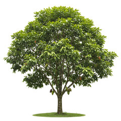 Fototapeta premium Cupuaçu Tree with Cocoa-Like Pods and Broad Amazonian Leaves
