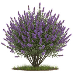 Fototapeta premium Desert Lavender Shrub with Aromatic Gray-Green Leaves and Flower Clusters