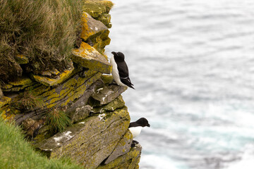 Razorbill on Latrabjarg cliff