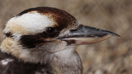 Laughing Kookaburra blinking portrait closeup panting in heat of Australia or Australia, close up...