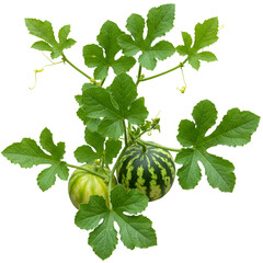  Sprawling melon vines with large green leaves and visible ripe watermelons