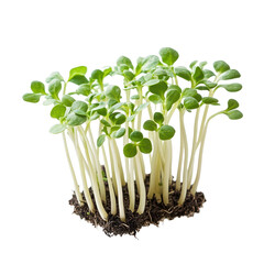 Young sprout thriving in isolated environment against a Transparent background, Young sprouts isolated on PNG background