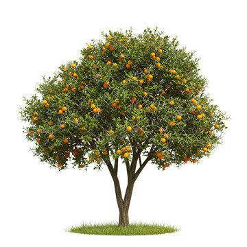  Monkey orange tree with thorny branches and dark green rounded leaves
