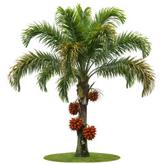  Salak palm tree with arching fronds and reddish scaly snake fruit at base
