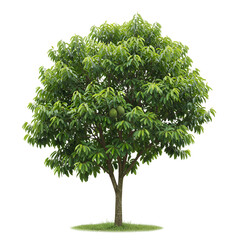  Soursop tree with broad glossy leaves and large green spiny fruits