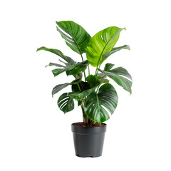 Potted plant isolated on white background
