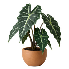 Potted plant isolated on white background