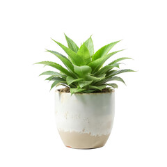 Potted plant isolated on white background