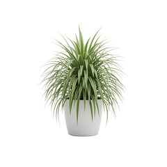Potted plant isolated on white background