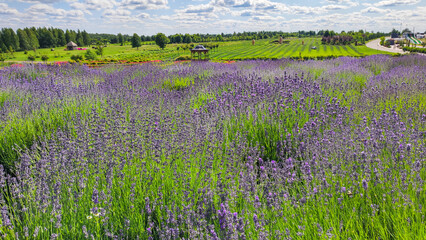 Landscape park with blooming lavender. Dobropark. Lavender field. 