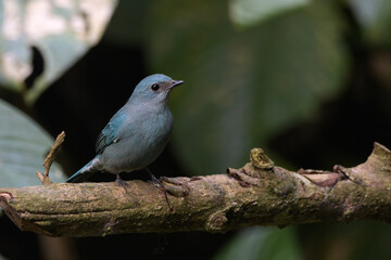 pale blue flycatcher or Cyornis unicolor seen in Karimganj, Assam, India