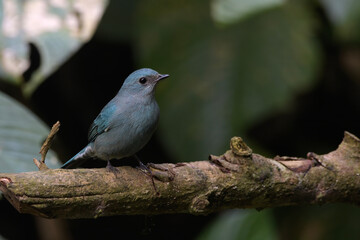 pale blue flycatcher or Cyornis unicolor seen in Karimganj, Assam, India