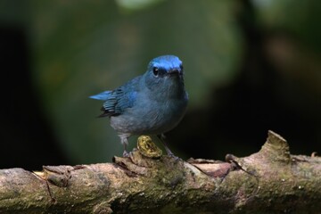 pale blue flycatcher or Cyornis unicolor seen in Karimganj, Assam, India