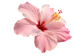 A single pink hibiscus flower isolated on transparent background