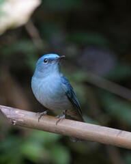 pale blue flycatcher or Cyornis unicolor seen in Karimganj, Assam, India