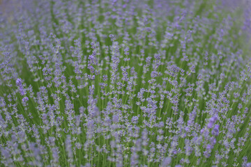Natural lavender background with soft light and gentle focus. Blooming flowers in rural setting, ideal for wellness, cosmetics, or eco-themed projects.
