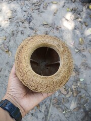Sapucaia is a brown Brazilian fruit