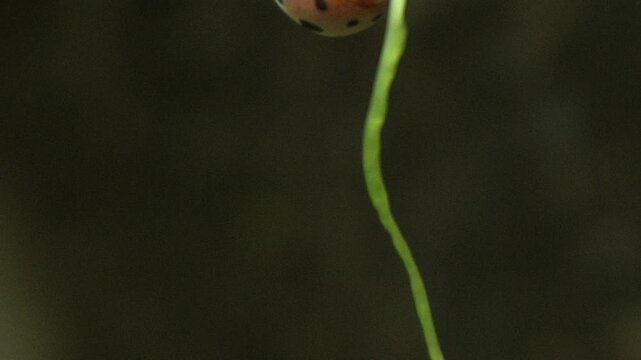 Ladybug is a small, colorful beetle with red wings and black spots, known for garden pest control and natural beauty