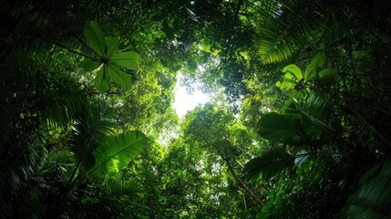 Obraz premium Lush tropical jungle canopy