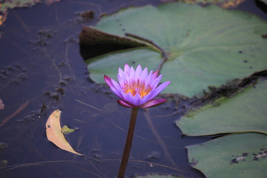 pink water lily