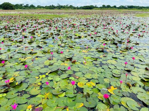 Water lilies in the garden