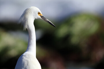 The head of a white heron. The heron was taken in close-up. The photo was taken on the shore of the Pacific Ocean. spring 2023