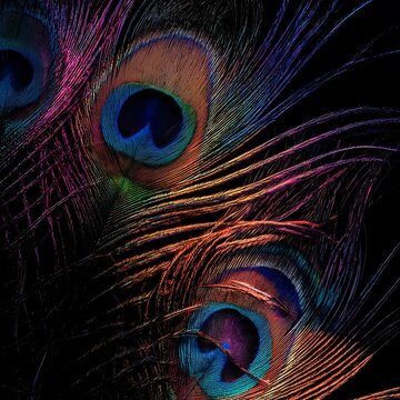 Fototapeta Peacock feathers in vibrant colors against black background