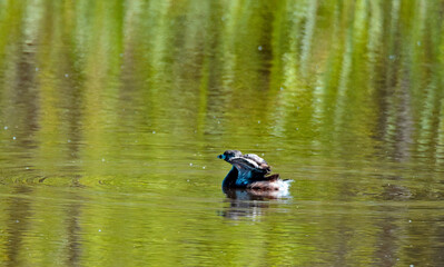 Pied-Billed Grebe Wading In Water-6083