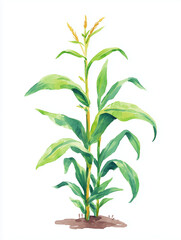 Fototapeta premium A Corn stalk. 