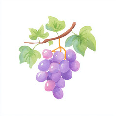 Obraz premium bunch of grapes isolated on white