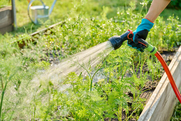 Watering plants on raised garden bed with hose