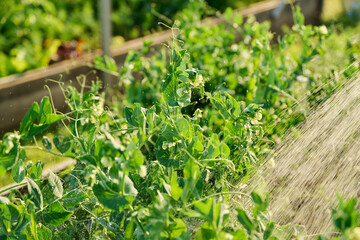 Watering pea plants on raised garden bed with hose
