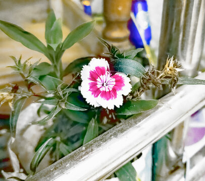 baby doll flower
