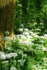 Wild garlic blossoming in the forest in spring season