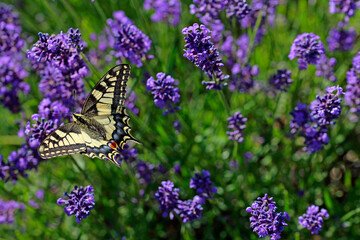 swallowtail butterfly on lavender