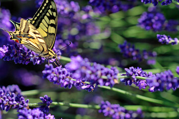 swallowtail butterfly on lavender