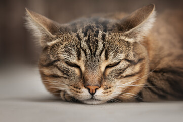 Close-up portrait of a sleeping tabby cat with a spot on its nose