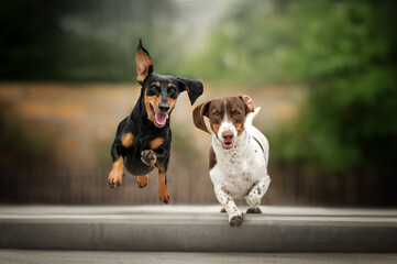 cheerful dachshund dogs running jumping forward, blurred natural background