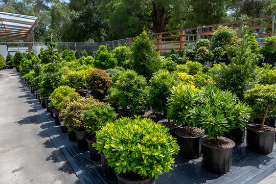 Lush green potted plants arranged in a nursery garden center greenery