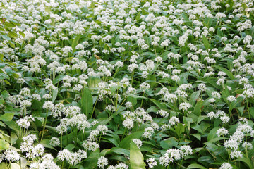 Fototapeta premium Wild garlic blossoming in the forest in spring season
