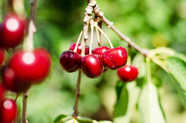 Ripe summer sweet cherry cluster hanging on tree branch close up natural background