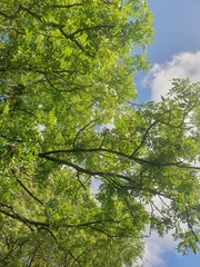 Fototapeta premium trees in the forest