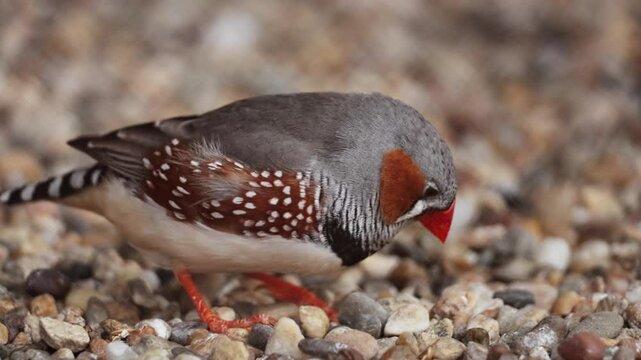 Close up shot of cute little zebra finch or chestnut-eared finch, taeniopygia guttata spotted perching on ground and wondering around it surrounding environments, drop guanoe and fly away. Ornitology