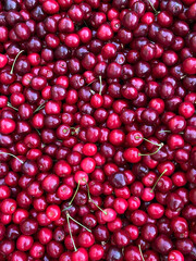 Top view of freshly harvested ripe red cherries with green stems filling frame as healthy summer fruit background