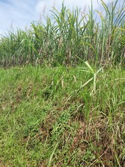 Agricultural sugarcane field used for producing sugar and bioethanol, growing in rural farmland, located near Peniwen village, East Java, Indonesia.