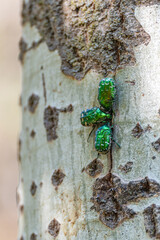 Three beetles of The golden rose chafer, or common rose chafer (Cetonia aurata), sit on the trunk of a poplar tree and feed on sap flowing from a crack in the bark of the tree, close-up.