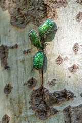 Three beetles of The golden rose chafer, or common rose chafer (Cetonia aurata), sit on the trunk of a poplar tree and feed on sap flowing from a crack in the bark of the tree, close-up.
